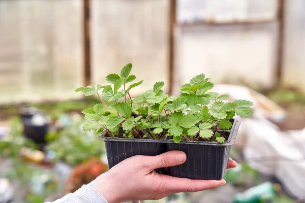 盒子里种满了花园草莓 在一个人的手里 在温室里种植草莓幼苗 准备在地下种植草莓幼苗 春天园艺 — 图库照片