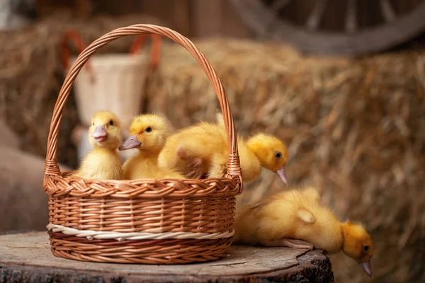 Group of small yellow ducklings are sitting in a basket that stands on a wooden surface. Ducklings jump out of the basket on the hay. Pets are kept in the barn. The growing birds. Care and breeding.