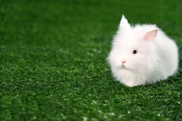 Piccolo Coniglio Bianco Soffice Angora Razza Con Orecchie Rosa Naso — Foto Stock