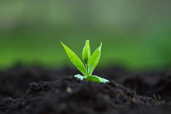 Young Bean Sprout Comes Out Soil Growing Out Soil Blue — Stock Photo, Image