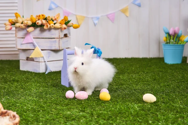 Cute Biały Puszysty Królik Stojący Zielonym Trawniku Dekoracji Wielkanocnej Kolorowych — Zdjęcie stockowe