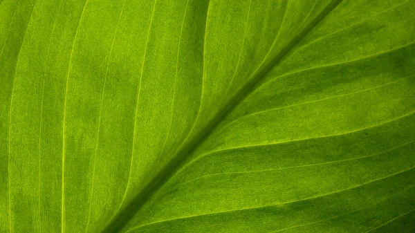 Abstrakte Grün Gestreifte Natur Hintergrund Vintage Ton Grüne Strukturierte Blätter — Stockfoto