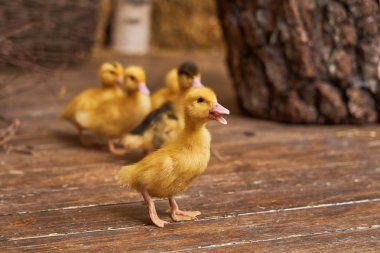 Bir grup küçük sarı ördek yavrusu ahşap zeminde yürüyor. Ördekler lideri takip eder. Kümes hayvanları ahırda tutulur. Büyüyen kuşlar. Bakım ve eğitim. Kurşun. Şampiyonluk.