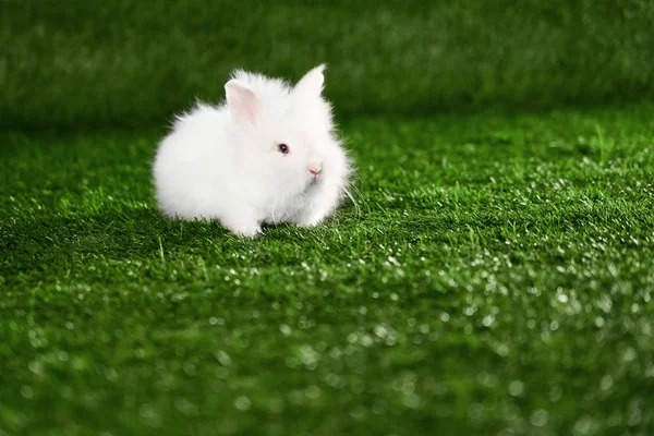 Piccolo Coniglio Bianco Soffice Angora Razza Con Orecchie Rosa Naso — Foto Stock