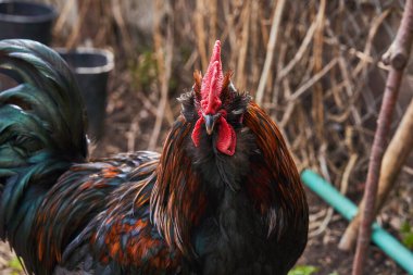 Kuyruğunda siyah ve yeşil tüyleri olan koyu renkli büyük bir horoz resmi. Çiftlik tarımı.