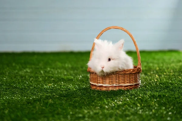 Piccolo Coniglio Bianco Soffice Razza Angora Con Orecchie Rosa Naso — Foto Stock