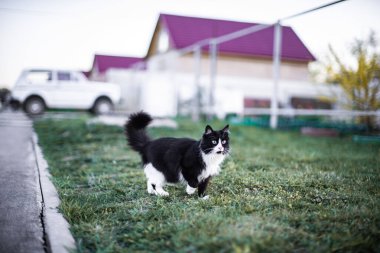 Güzel pofuduk siyah-beyaz kedi, yeşil gözlü ve uzun bıyıklı, yerleşim bölgesi boyunca çimlerin üzerinde yürüyor. Kendi kendine yürüyor. Hayvan merakla ve dikkatle başka yere bakıyor. Avlar.