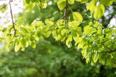 Yeşil yaprağın yakın görüntüsü ve güneş ışığı altında güzellik bokeh. Doğal ve tazelik duvar kağıdı konsepti. Yeşil doğa arkaplanı.
