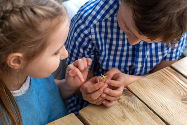 クローズアップ 子供たちは手に持って 発芽したカボチャの種を調べて 鍋にある地面に植える予定です 有機野菜を自分の手で育てる 菜食主義 — ストック写真