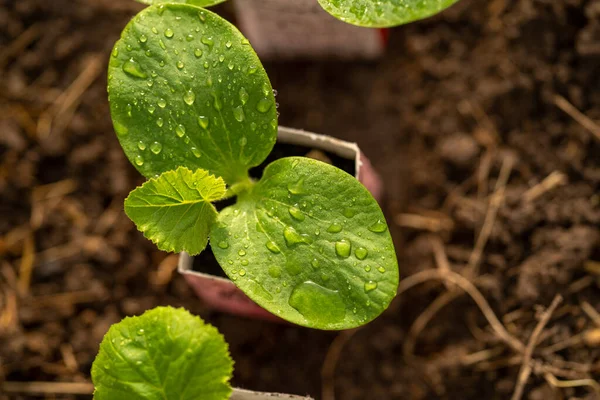 Young Green Pumpkin Plant Grows Pot Seedlings Pumpkin Crops Zucchini — Stock Photo, Image