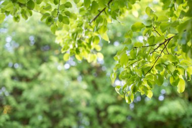 Yeşil yaprağın yakın görüntüsü ve güneş ışığı altında güzellik bokeh. Doğal ve tazelik duvar kağıdı konsepti. Yeşil doğa arkaplanı.