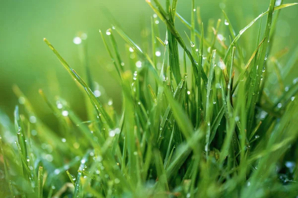 Green grass and drops of morning dew. Fresh green grass with dew drops closeup. Nature Background. Dew on green grass. Abstract green grass nature landscape in summer sun with bokeh.Morning freshness.
