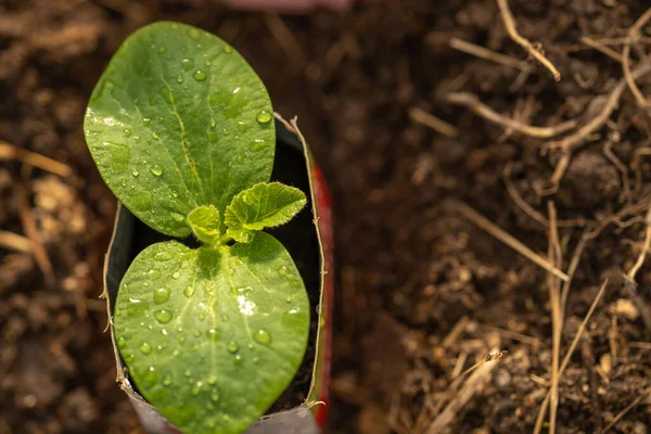 Young Green Pumpkin Plant Grows Pot Seedlings Pumpkin Crops Zucchini — Stock Photo, Image