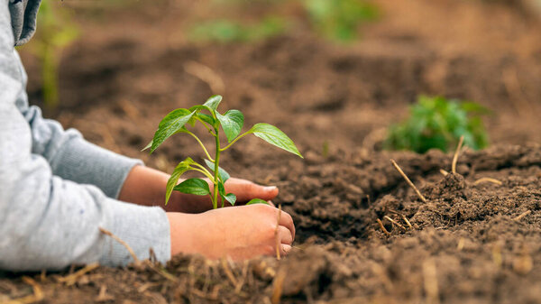 Planting pepper seedlings in the soil. Close-up, a seedling in the hands of a child. environment. Earth Day! Growing seedlings. Bokeh light natural background