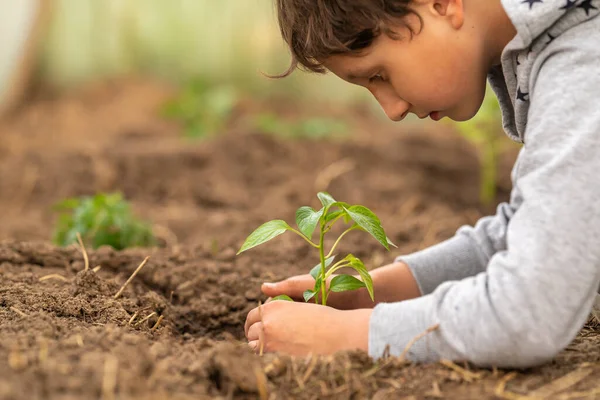 土壌にコショウの苗を植える クローズアップ 子供の手の中の苗 環境だ アースデイ 苗を育てる ボケ光自然背景 — ストック写真