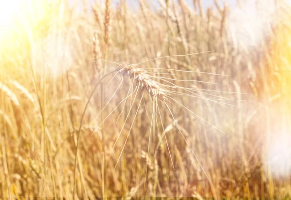 A field of wheat. Ears of Golden wheat closeup. Beautiful Nature Rural landscape under bright sunlight.