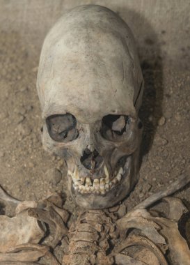 Kafatası ve yabancı gövde bölümü. İnsansı, fosilleşmiş yabancı eski Kazısı arkeolog. Gizli malzeme, dünyadışı uygarlık