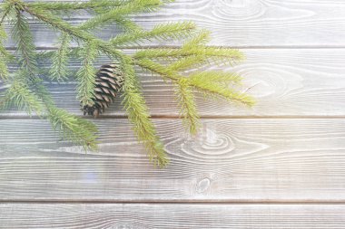 Ladin ahşap arka plan üzerinde koniler ile Şubesi