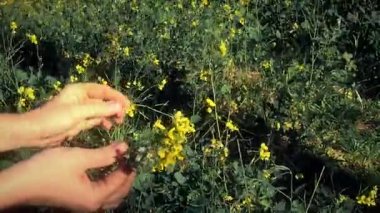 Herbalist erkek toplama sarı çiçekler eller