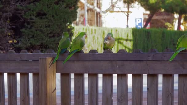 Three parrots Monk Parakeets Myiopsitta monachus eating bread — Stock Video