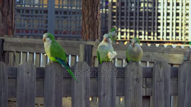 Five parrots Monk Parakeets Myiopsitta monachus eating bread — Stock Video