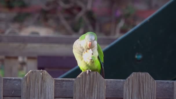 Papagaio único Monk Parakeets Myiopsitta monachus comer pão — Vídeo de Stock