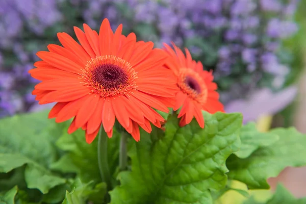 Yumuşak odak, birçok martı sahilinde gökyüzünde uçan.