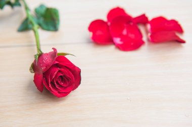 Ahşap arka plan üzerinde güzel kırmızı gül çiçek .