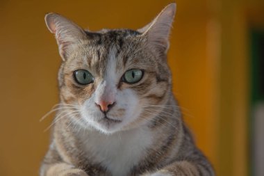 Kedi portre yakın kadar şirin yavru kedi .