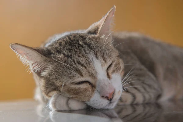 Retrato de gato de cerca, lindo gatito  . —  Fotos de Stock
