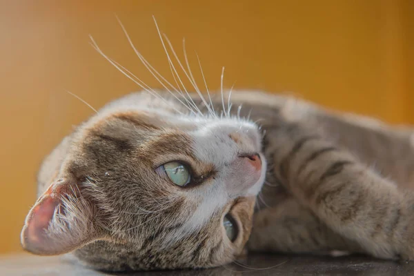 Retrato de gato de cerca, lindo gatito  . —  Fotos de Stock