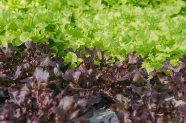 Closeup Hydroponic plantasyon içinde tarım çiftlik
