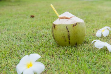 Hindistan cevizi ve Plumeria zaman yeşil çimenlerin üzerinde dinlenmek