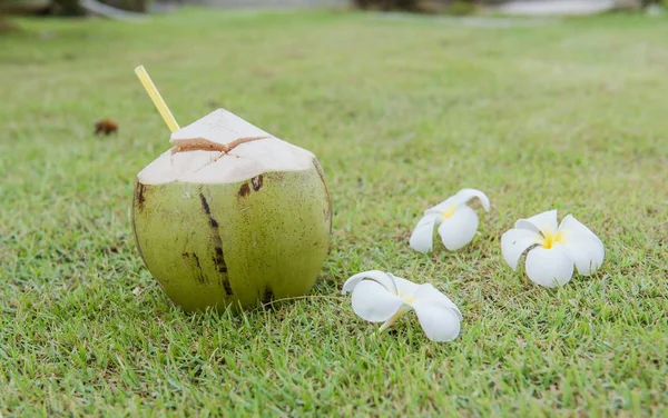 Cocco e Plumeria tempo di relax sull'erba verde — Foto Stock