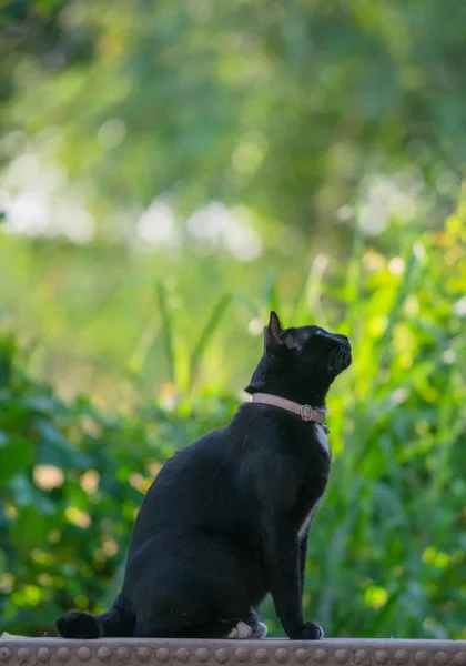 Чорний кіт сидить і дивиться в саду — стокове фото