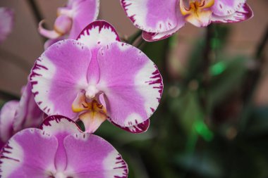 tatlı güzel mor Orkide Bahçe 