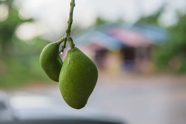 Зелений манго на дереві в саду — стокове фото