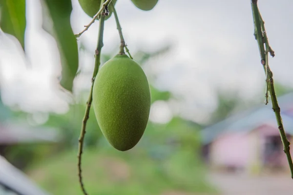 Зелений манго на дереві в саду — стокове фото