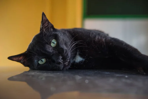 Primer plano gato negro durmiendo, lindo gatito —  Fotos de Stock