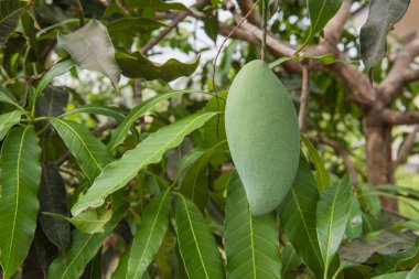 Yeşil Mango bahçedeki ağaç üzerinde