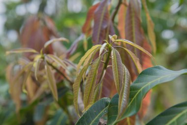 Arka plan için bahçedeki mango ağacının taze yaprak  