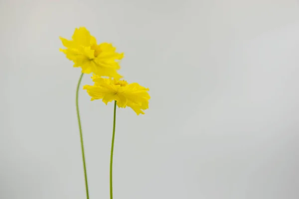 신선한 꽃과 흰색 배경 — 스톡 사진