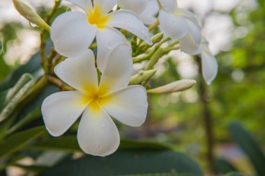 güzel closeup Plumeria ağaca ıslak.