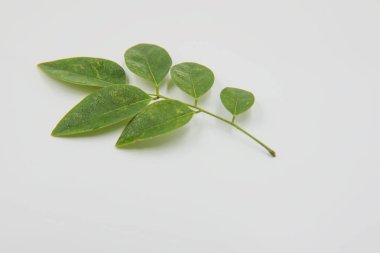 Beyaz arka plan üzerinde Su damlacıkları ile closeup yeşil yaprak