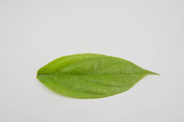 Beyaz arka plan üzerinde Su damlacıkları ile closeup yeşil yaprak