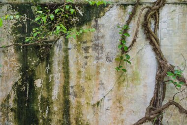 Eski duvar ve kök ağaç arka plan ve duvar kağıdı 