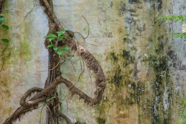 Eski duvar ve kök ağaç arka plan ve duvar kağıdı 