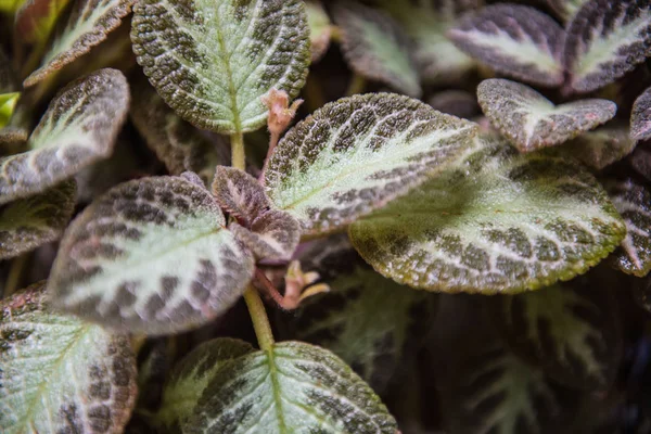 Closeup beautiful Green leaf in the garden — Stock Photo, Image