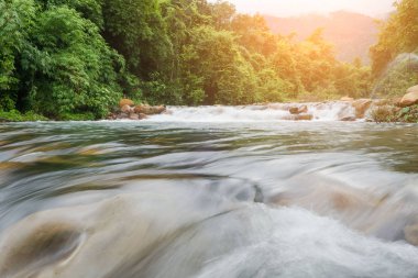 Orman mükemmel ağacı gökyüzü ve su manzara