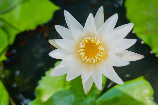 The beautiful white lotus in a pond , background — Stock Photo, Image